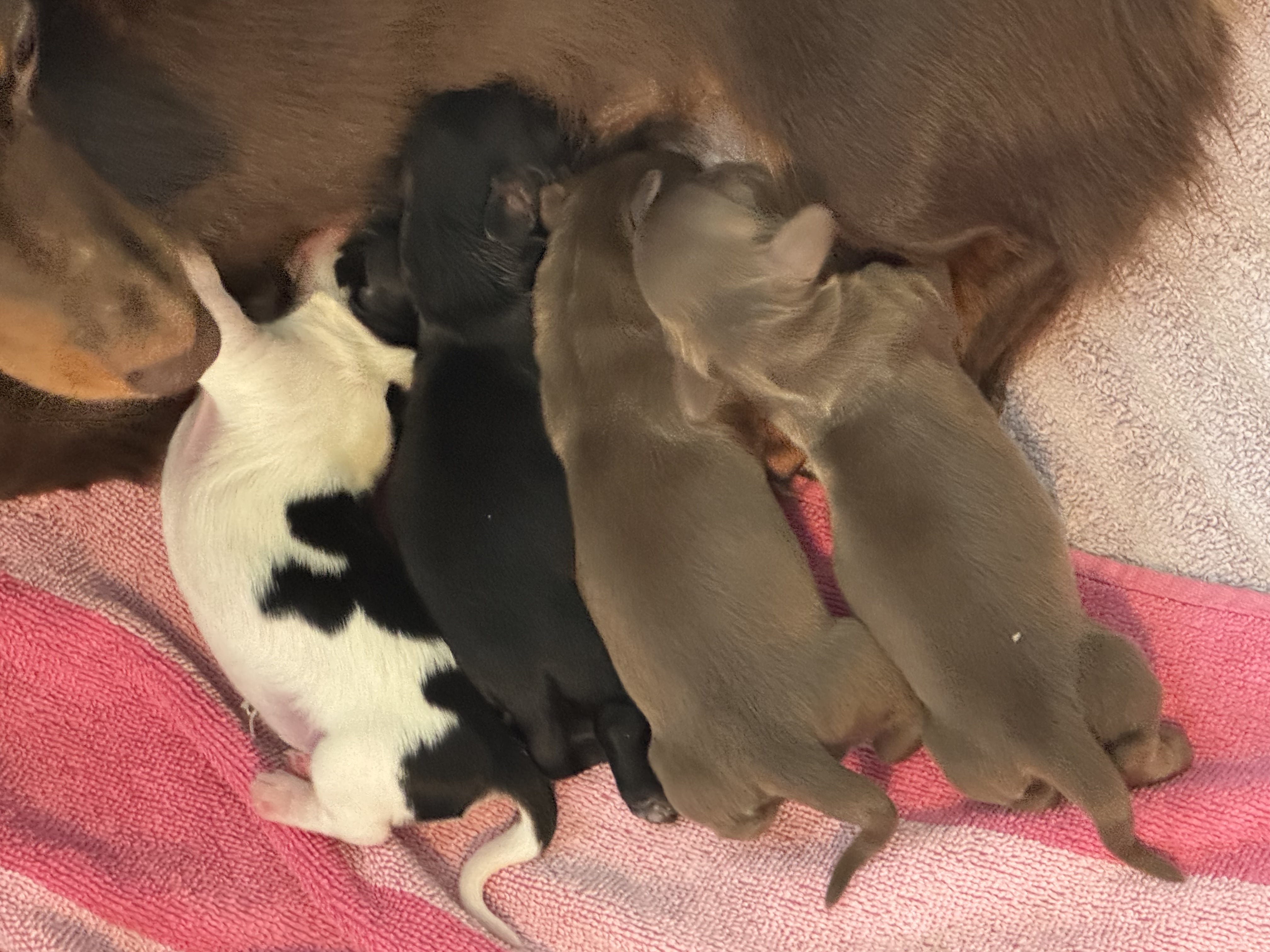 Group of miniature dachshund puppies resting together