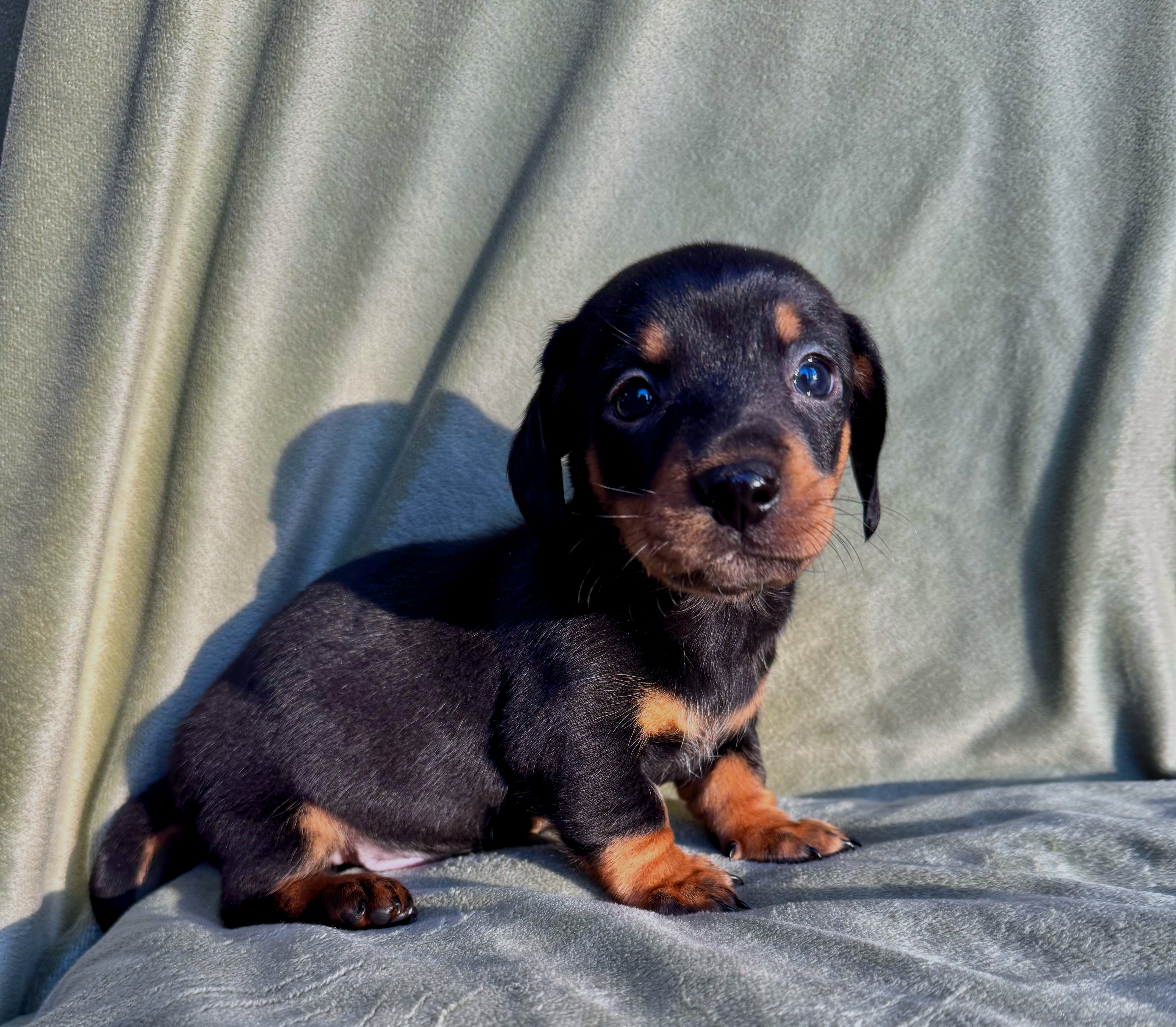 Miniature dachshund pupppies being fed by their breeder in a home environment