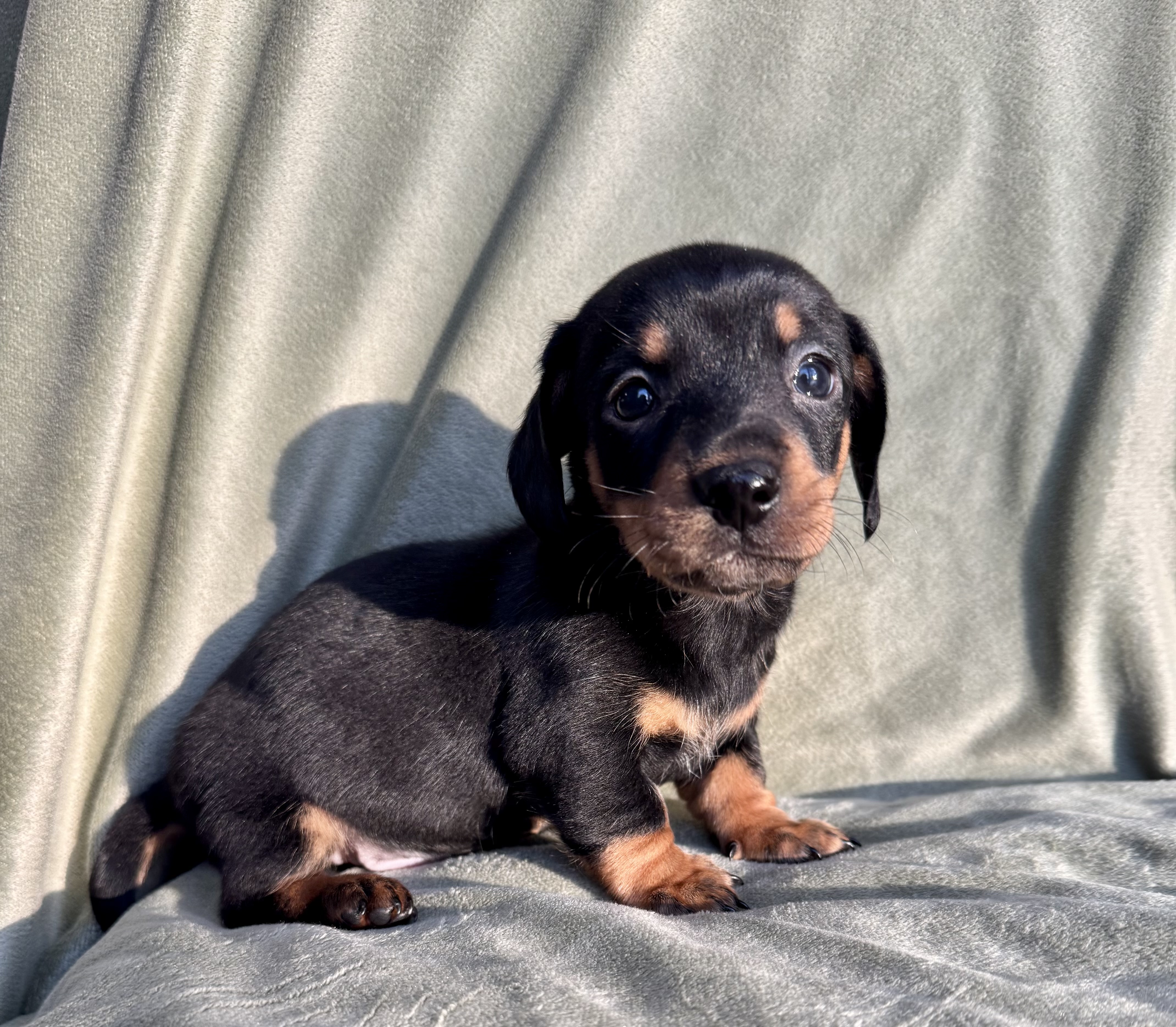 Black and tan miniature dachshund puppy looking at the camera